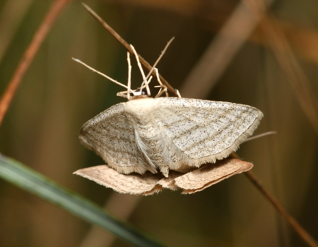 Scopula virgulata - vesszős sávosaraszoló