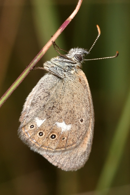 Coenonympha glycerion - közönséges szénalepke