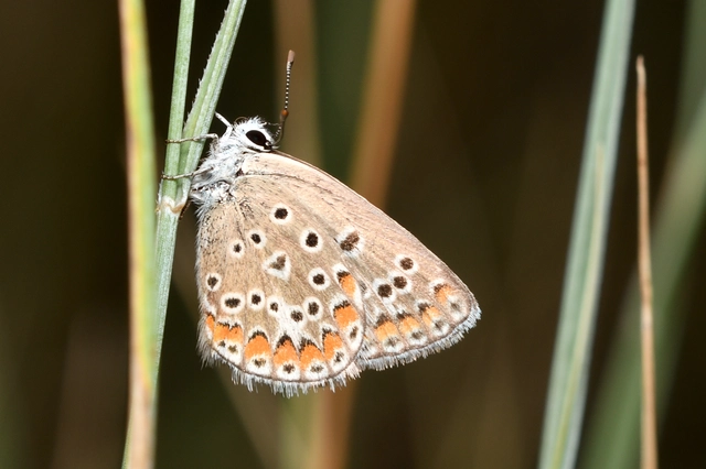 Polyommatus thersites - ibolyaszín boglárka