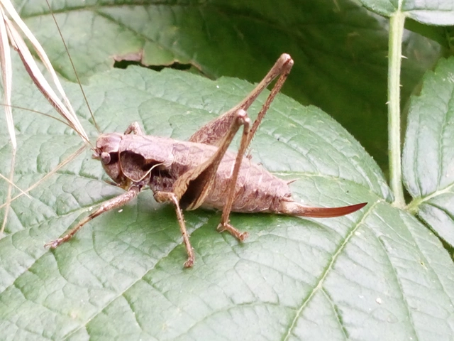 Pholidoptera griseoaptera - szürke avarszöcske