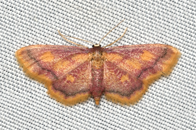 Idaea muricata - mocsári pirosaraszoló
