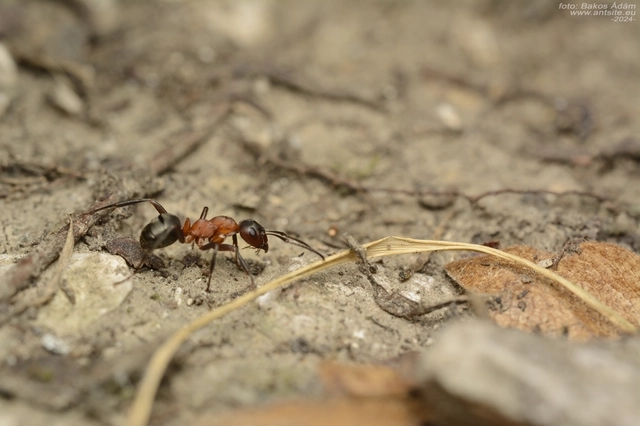 Formica sanguinea - vérvörös rablóhangya