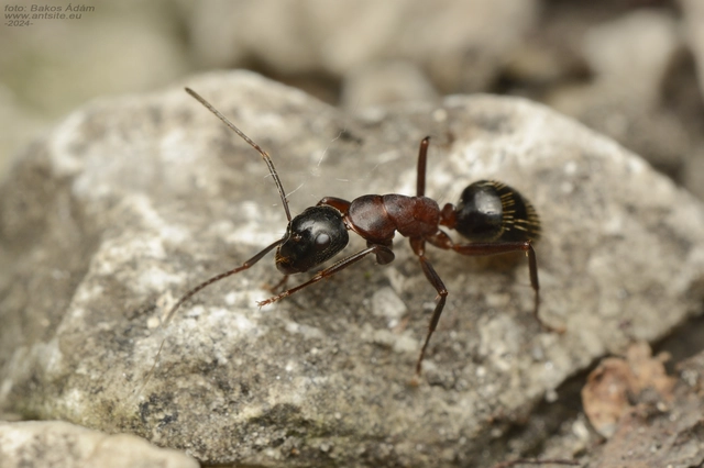 Camponotus ligniperda - faodvasító lóhangya