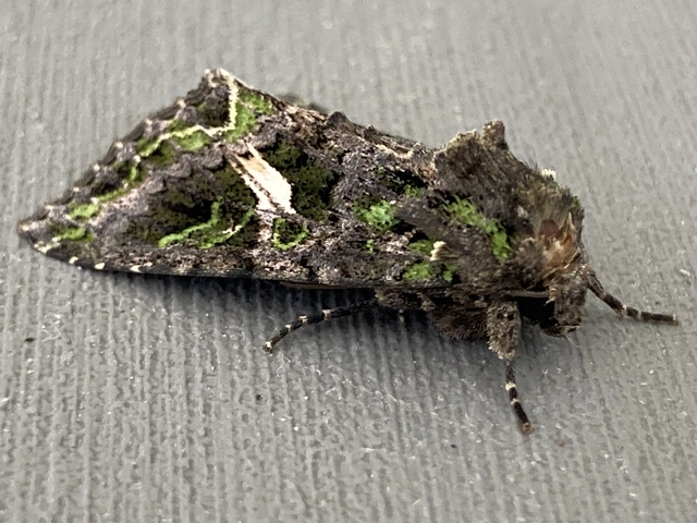 Trachea atriplicis - nyári zöldbagoly
