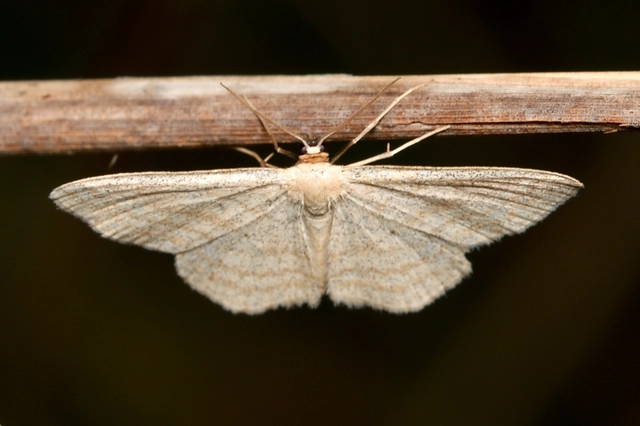 Scopula virgulata - vesszős sávosaraszoló