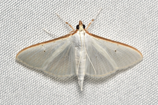 Palpita vitrealis - hófehér tűzmoly