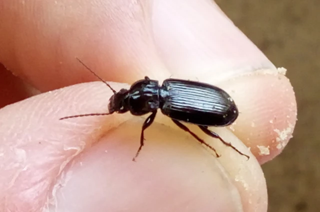 Pterostichus anthracinus - fekete gyászfutó