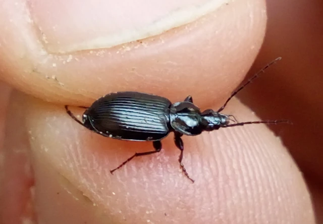 Agonum Agonum