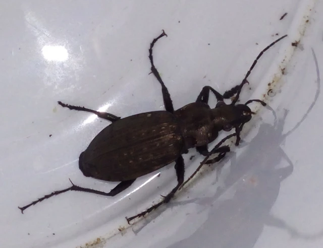 Carabus granulatus - mezei futrinka