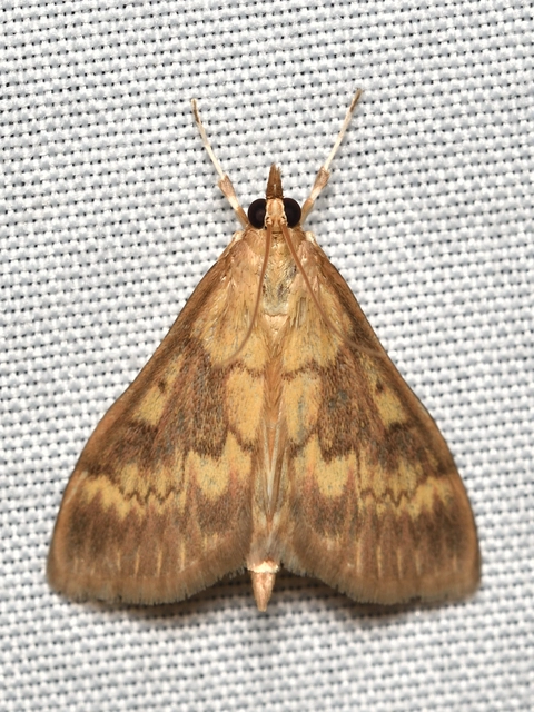 Ostrinia nubilalis - kukoricamoly