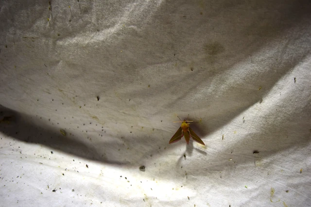 Deilephila elpenor - szőlőszender