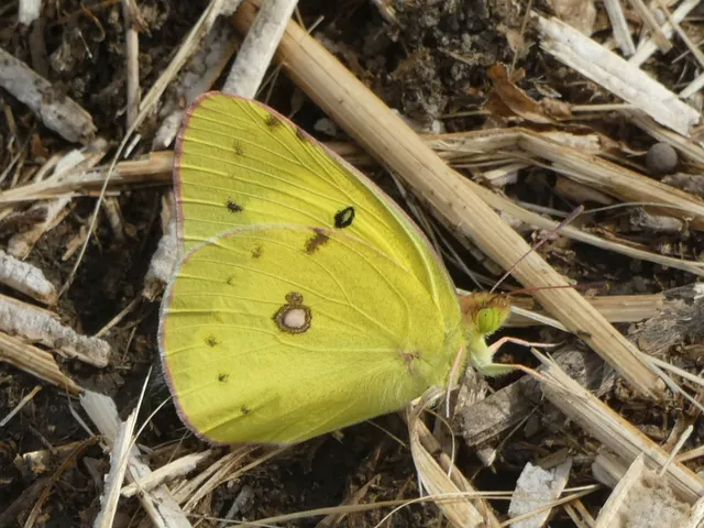 Colias erate - csángó-kéneslepke