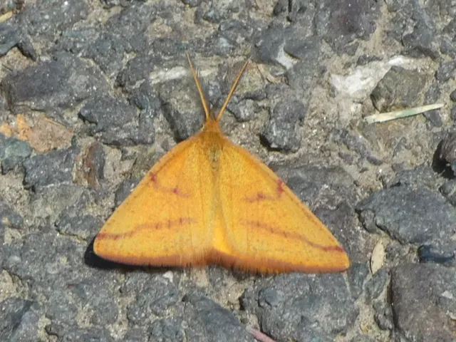 Lythria purpuraria - bíborsávos araszoló