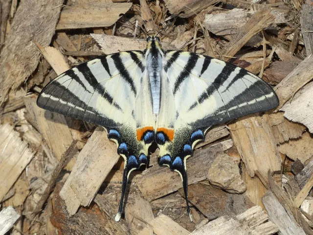 Iphiclides podalirius - kardoslepke