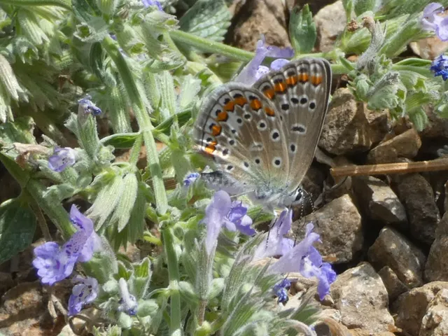 Polyommatus icarus - közönséges boglárka