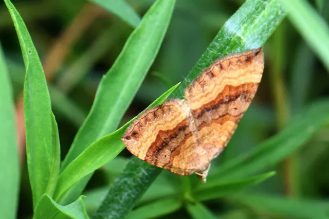 Scotopteryx chenopodiata - libatop-araszoló