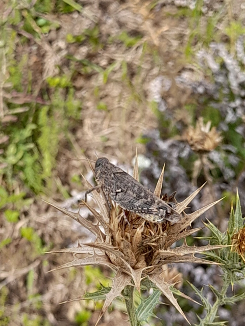 Calliptamus italicus - olaszsáska