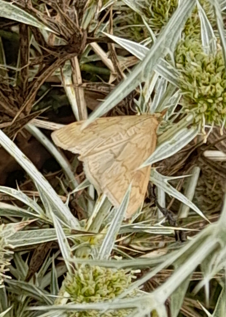 Ostrinia nubilalis - kukoricamoly