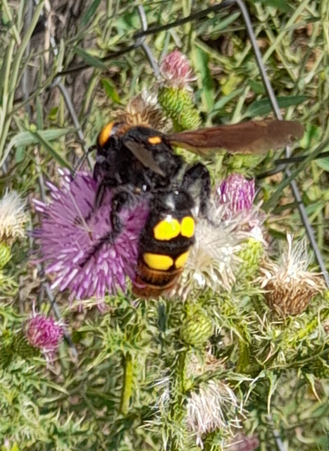 Megascolia maculata - óriás-tőrösdarázs
