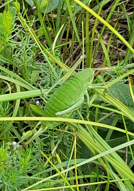 Polysarcus denticauda - fogasfarkú szöcske