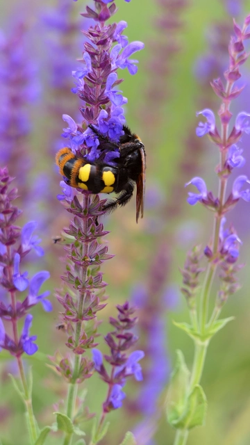 Megascolia maculata - óriás-tőrösdarázs
