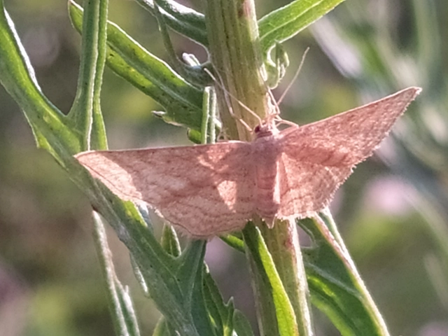 okkerszínű sávosaraszoló - Idaea ochrata