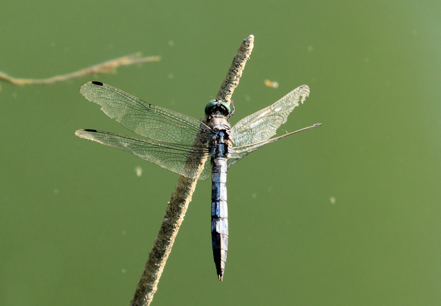 Orthetrum albistylum - fehérfarkú pásztorszitakötő