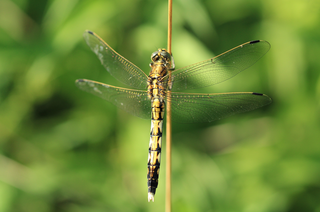 Orthetrum albistylum - fehérfarkú pásztorszitakötő