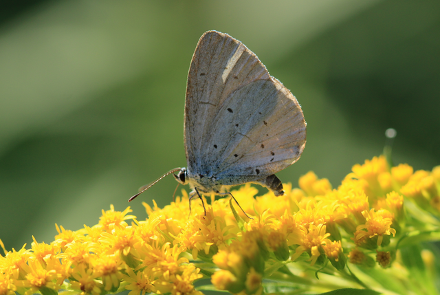 Celastrina argiolus - bengeboglárka