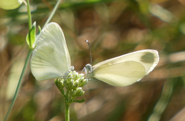 Leptidea sinapis - mustárlepke