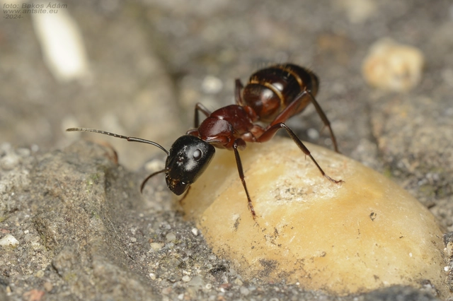 Camponotus ligniperda - faodvasító lóhangya