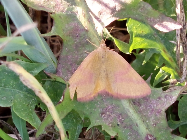 Lythria purpuraria - bíborsávos araszoló