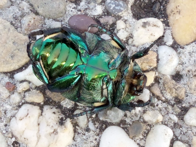 Protaetia affinis - smaragdzöld virágbogár