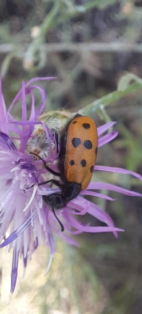 Mylabris crocata - pettyes hólyaghúzó Mylabris crocata - pettyes hólyaghúzó