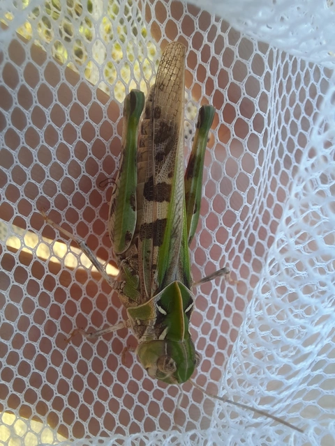 Oedaleus decorus - szalagos sáska