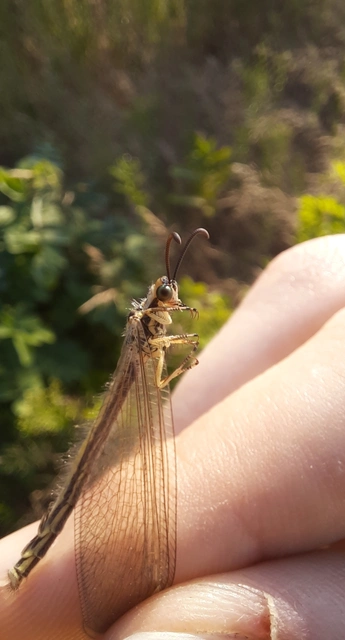 Myrmecaelurus trigrammus - hangyafarkas