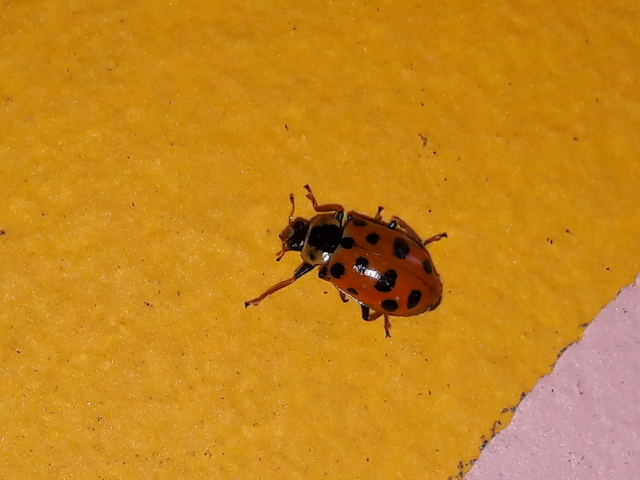 Hippodamia tredecimpunctata - mocsári katica