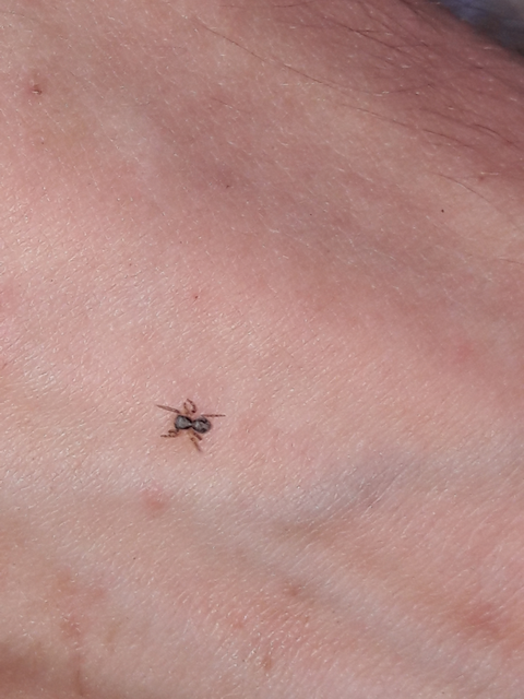Pseudeuophrys lanigera - szobai ugrópók
