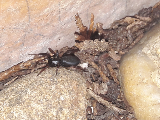 Trachyzelotes pedestris - vöröslábú gyászpók