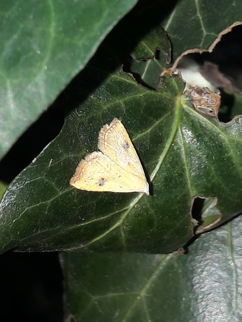 Rivula sericealis - selymes lórombagoly