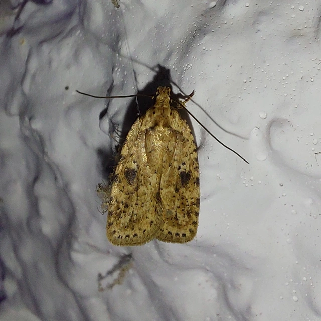 Agonopterix