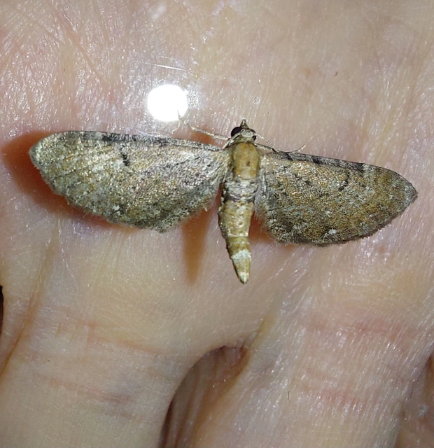 Eupithecia absinthiata - üröm-törpearaszoló