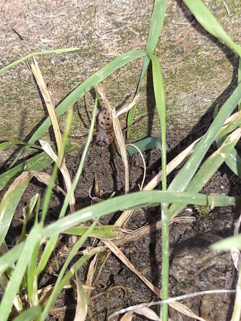 Scytodes thoracica - közönséges csupaszpók