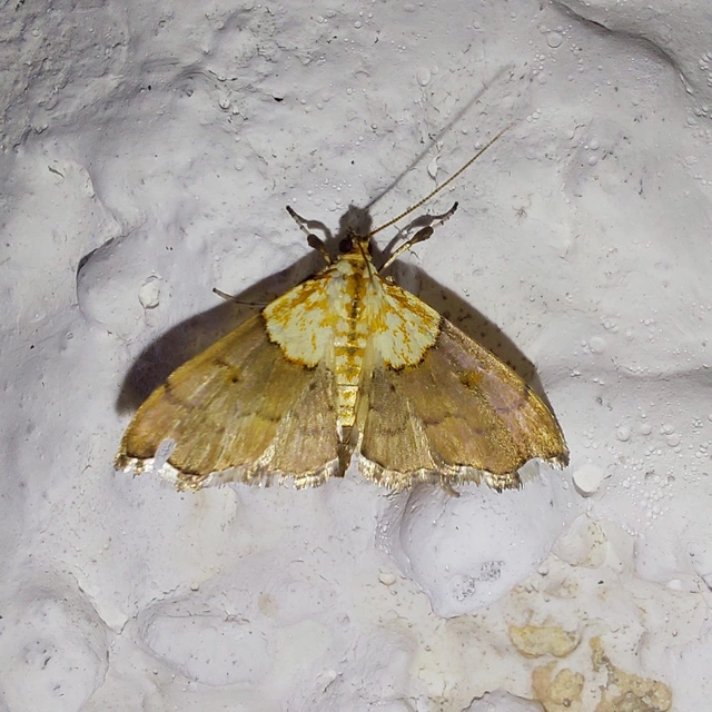 Agrotera nemoralis - ligeti tűzmoly