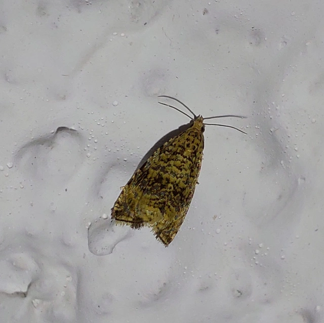 Celypha lacunana - vízparti tükrösmoly