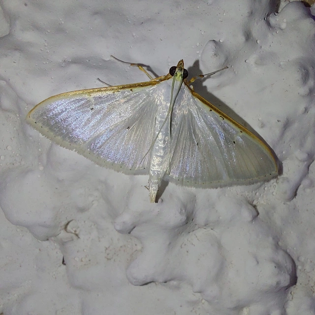 Palpita vitrealis - hófehér tűzmoly