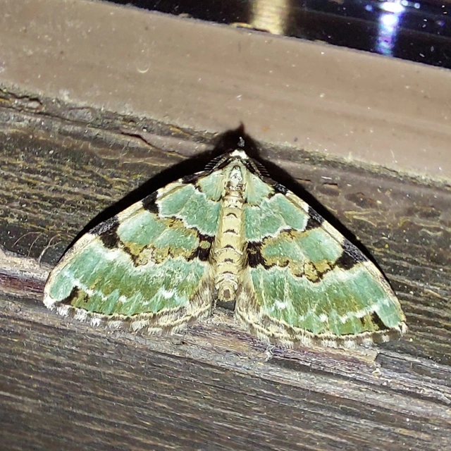 Colostygia pectinataria - zöld levélaraszoló