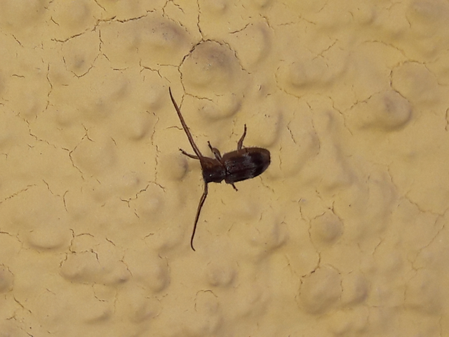 Exocentrus lusitanus - hársfa-rőzsecincér