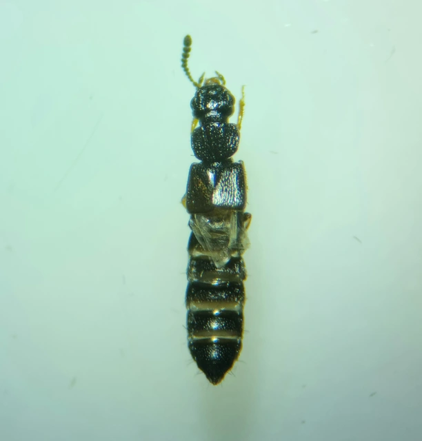 Anotylus nitidulus - fényes korhóholyva Anotylus nitidulus - fényes korhóholyva