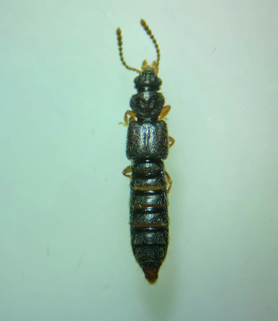 Carpelimus erichsoni - rovátkás iszapholyva Carpelimus erichsoni - rovátkás iszapholyva